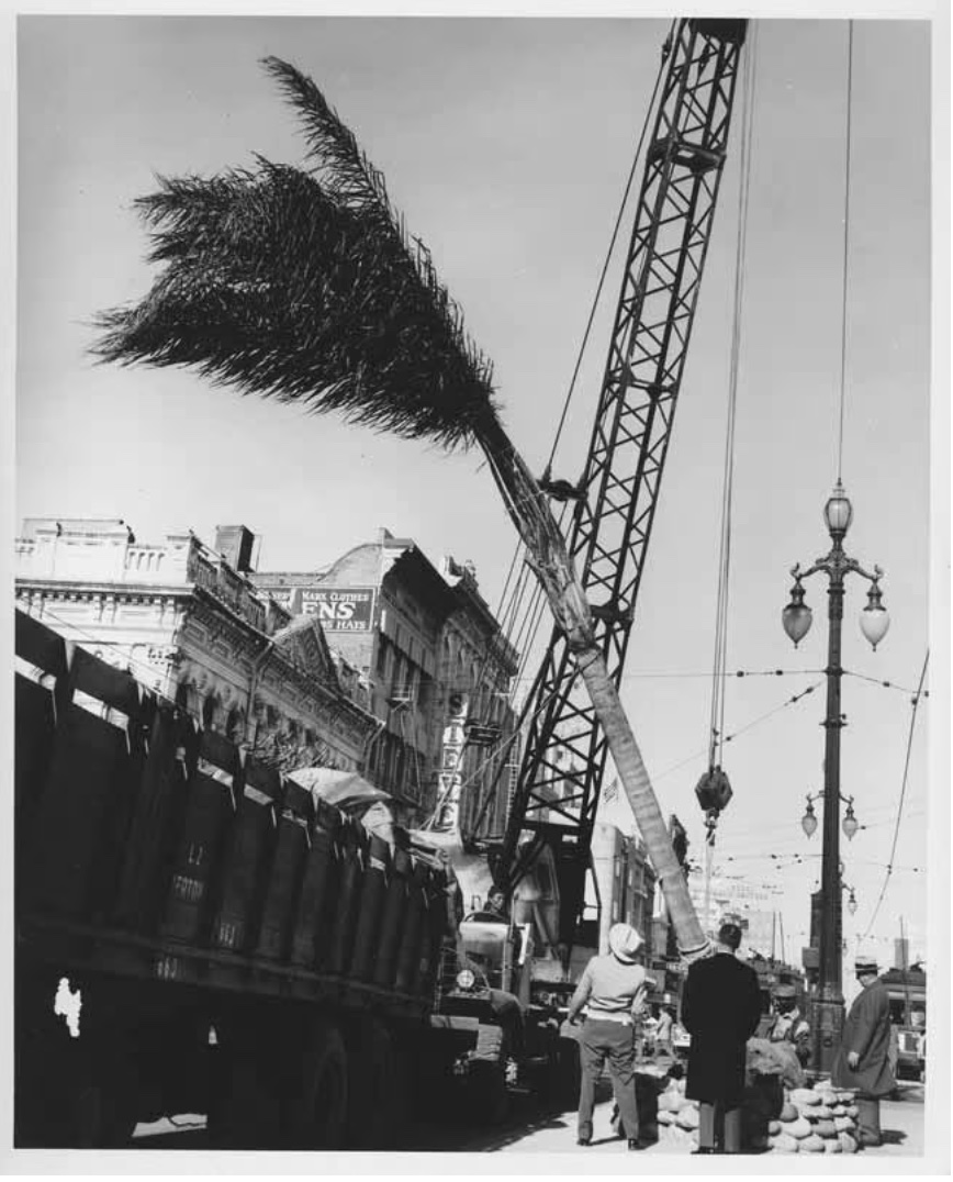 Canal St. planting date palm trees on February 1, 1958. Photograph by Plaideau and Courtesy of the City Archives Digital Collections at the New Orleans Public Library, New Orleans, Louisiana.